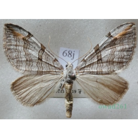 Aplocera plagiata (Linnaeus, 1758) Niekrocz dziurawczak Czech68j